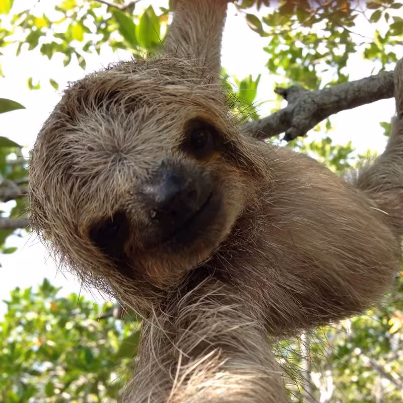 Roatan Animal Park Tour 8 Roatan Animal Park Tour