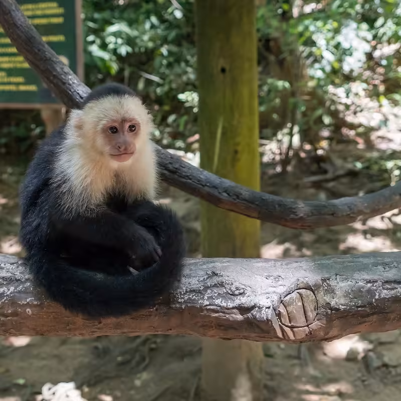 Roatan Animal Park Tour 5 Roatan-Animal-Park-Tour_Roatan-21-Tours
