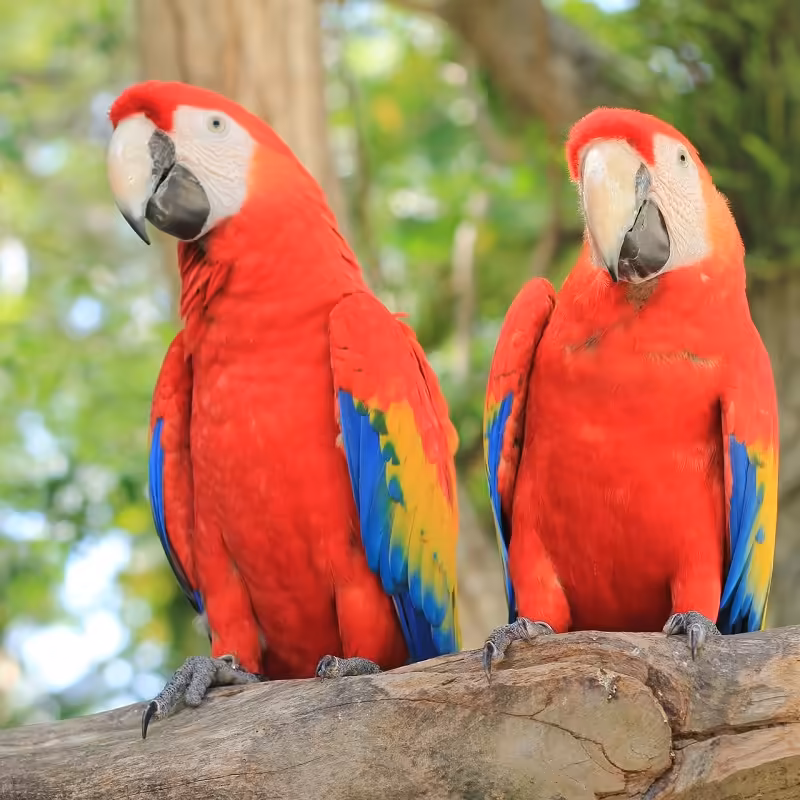 Roatan Animal Park Tour 6 Roatan-Animal-Park-Tour_Roatan-21-Tours