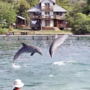Roatan Dolphins Tour+ Starfish Snorkeling