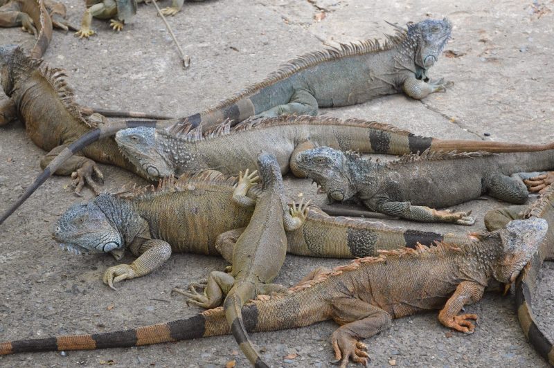 Roatan Iguana Park - Roatan 21 Tours