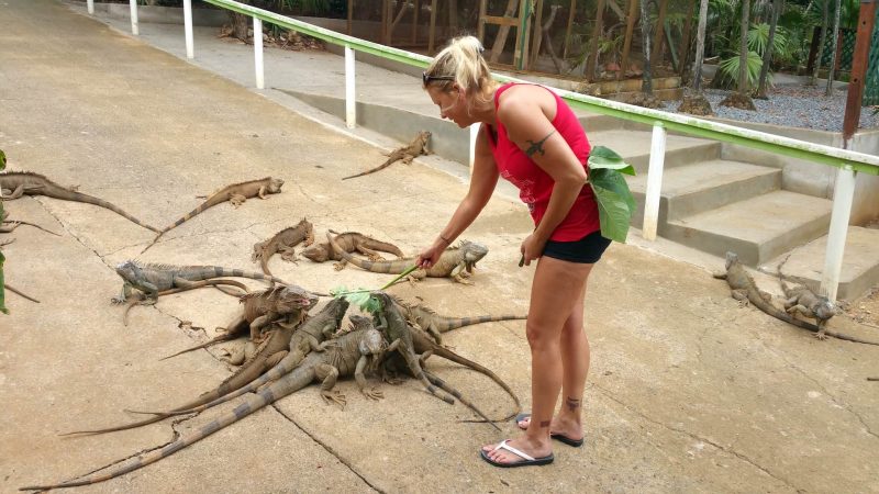 Roatan Iguana Park - Roatan 21 Tours