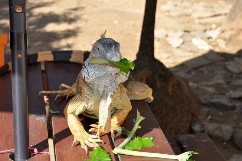 Roatan Iguana Park - Roatan 21 Tours