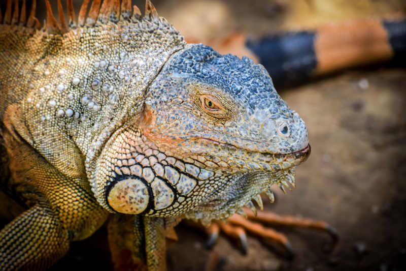 Roatan Iguana Park - Roatan 21 Tours