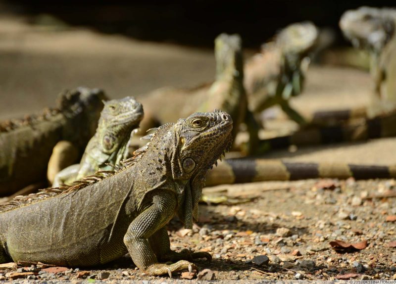 Roatan Iguana Park - Roatan 21 Tours