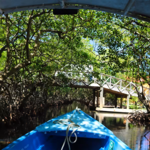 Roatan Mangrove Channels - Roatan 21 Tours