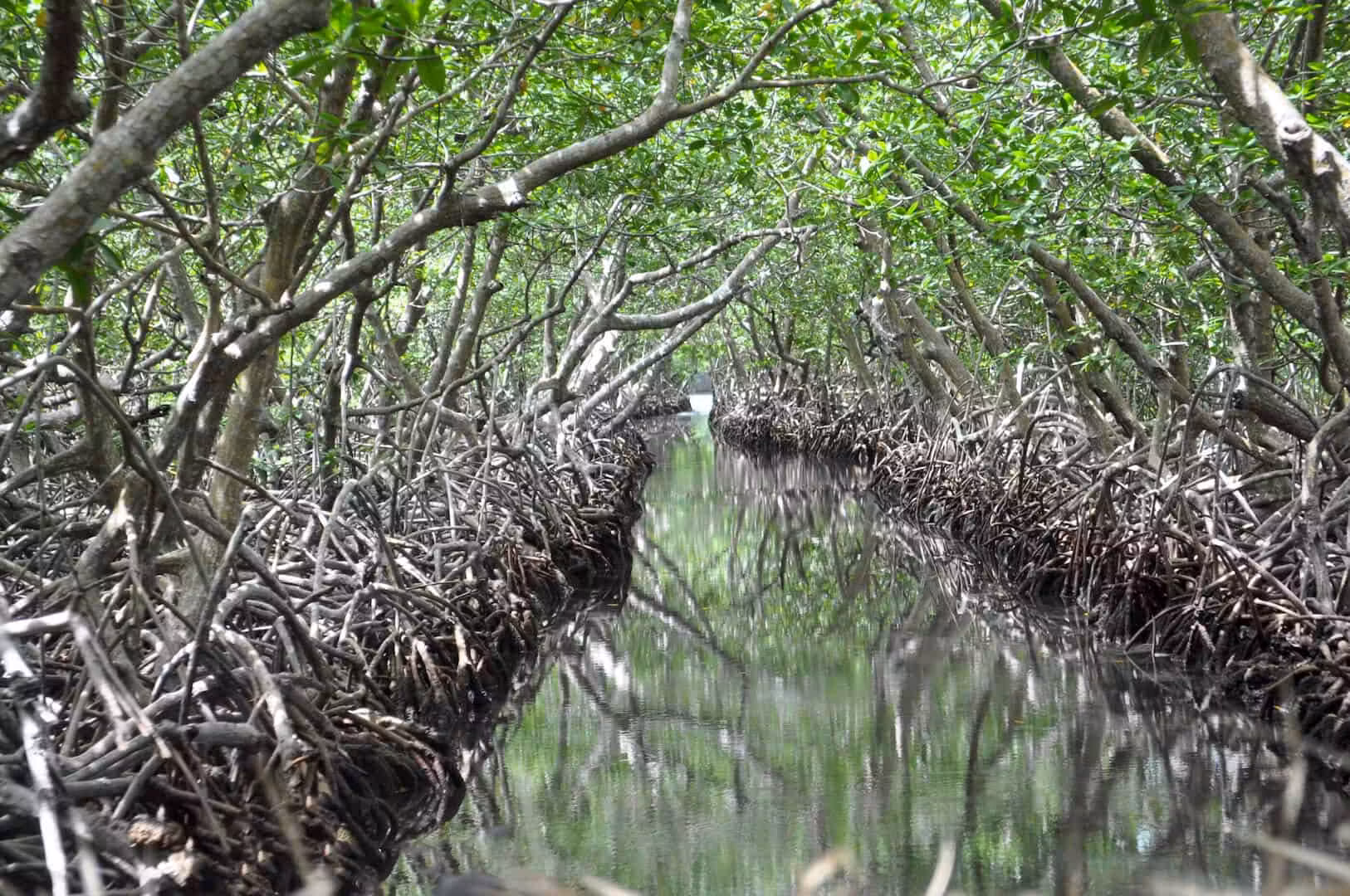 Roatan Mangrove Channels 5 Roatan Mangrove Channels - Roatan 21 Tours